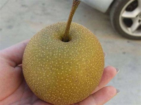 What is Pear Apple Hybrid or Papple fruit? | How to grow papple fruit?