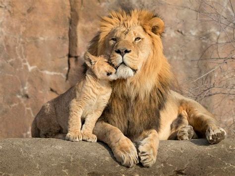 ‘Healthy and active’ African lion cub born at Denver Zoo in Colorado | Guernsey Press