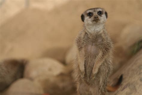 Free Images : wildlife, zoo, mammal, fauna, whiskers, animals, vertebrate, olive oil, meerkat ...