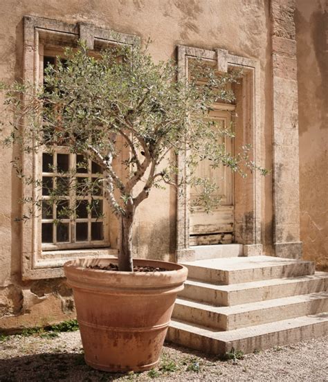 How to grow an olive tree in a container - Green Prophet