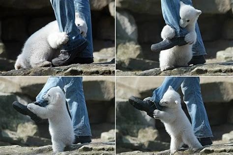 TYWKIWDBI ("Tai-Wiki-Widbee"): Polar bear vs. human