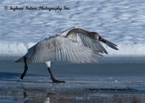 Ingham Nature Photography Inc. | "SWANS ON ICE" & "DANCING WITH SWANS ...