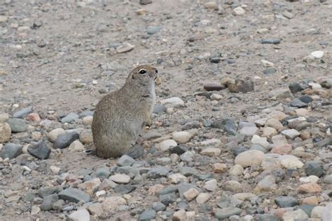 Funny Gopher Face stock photo. Image of gopher, mouth, prairie - 612532