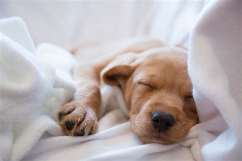 Tips for Getting Your Puppy To Sleep Through the Night - Argos Dog Training