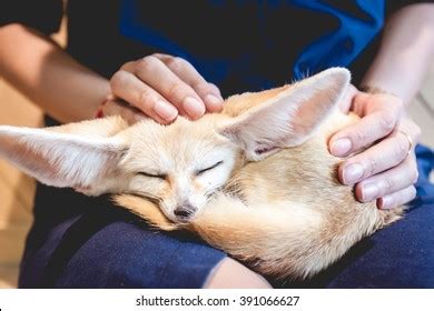 Fennec Fox Sleeping On Womans Leg Stock Photo 391066627 | Shutterstock