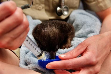 Echidna puggle continues to improve after being found in a mulch pile ...