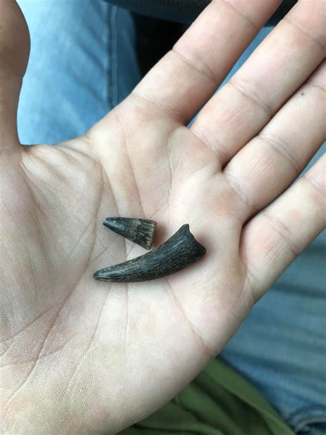 A couple of 55 million year old crocodile teeth : r/FossilHunting