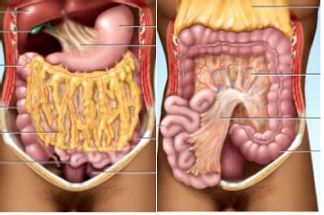 Label: 1. Greater and Lesser Omentum 2. Mesentary and Mesocolon Human Anatomy Picture, Inner ...