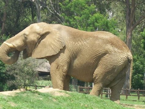 Elephant Free Stock Photo - Public Domain Pictures