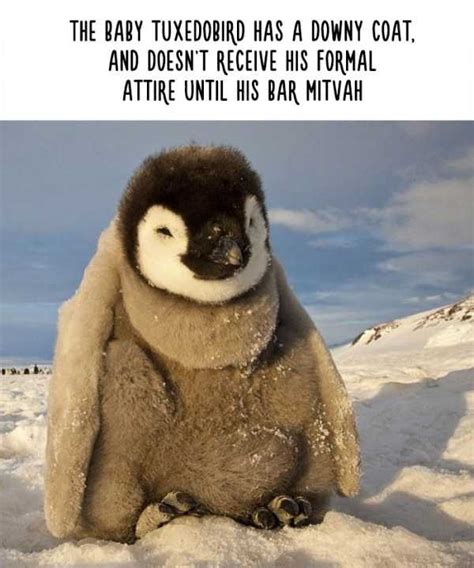 30 Funny But Fake Animal Facts | KLYKER.COM