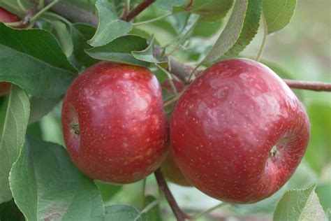 FrostBite Apple - The Apple Tree Guy
