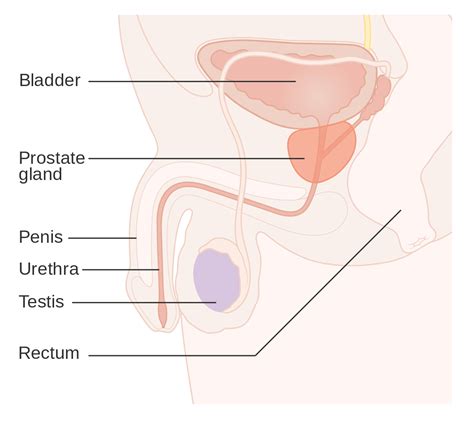 Prostate cancer - Wikipedia