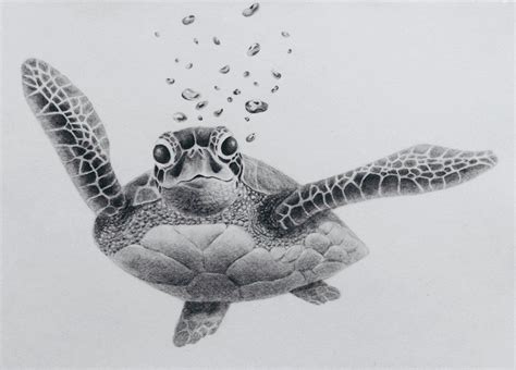 Drawn Sea Turtle pencil 20 - 1024 X 736 | Dumielauxepices.net - Drawn Sea Turtle pencil 20 ...