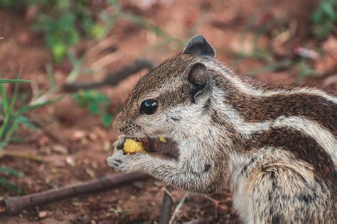 "Indian Squirrel" Images – Browse 306 Stock Photos, Vectors, and Video | Adobe Stock