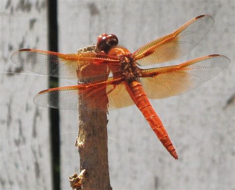 for Laura .. UT Burnt Orange Dragonfly Dragonfly Eyes, Dragonfly Photos ...