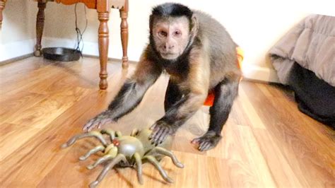 Spider Monkey Eating