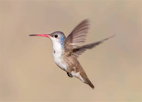 Hummingbirds in Arizona: 18 Species To Look For in This State