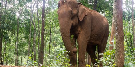 Exclusive Travel Tips for Your Destination Mondulkiri in Cambodia