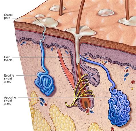 Sweat glands, types, function, locations, inflammation & overactivity