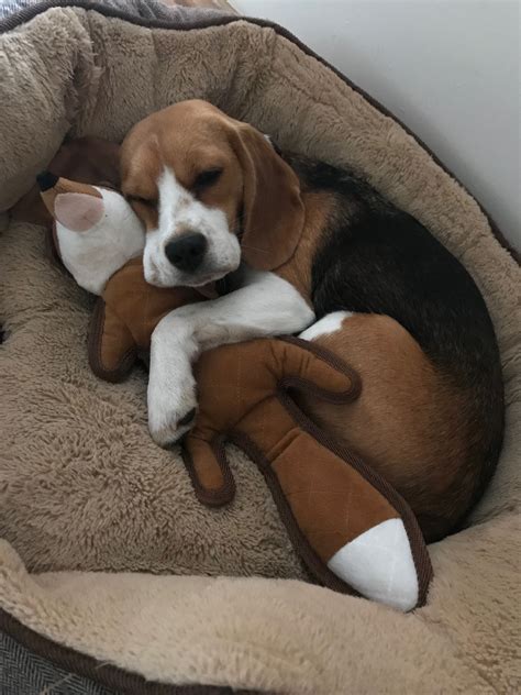 A real good sleep with my friend #dogwithpuppypictures | Beagle puppy, Beagle dog, Cute dogs