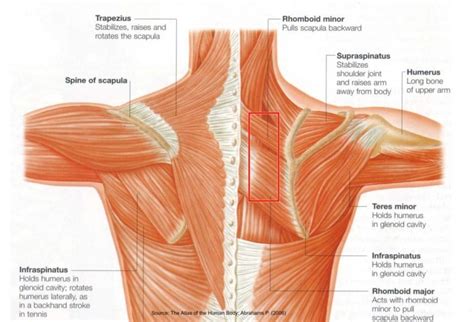 Has your shoulder pain not resolved? Your thoracic spine may be involved… - Elizabeth Street ...