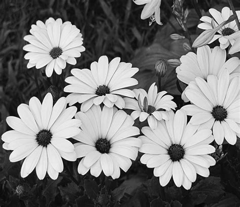 Black and white daisy garden Photograph by Tony Grider - Fine Art America