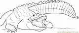 Adult Nile Crocodile Coloring Page For Kids  Free Crocodiles Printable sketch template