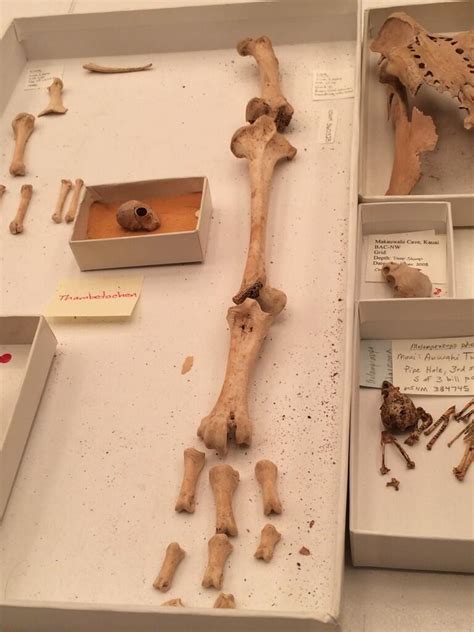 Smithsonian's NMNH on Twitter: "Dr. James collects fossils from caves in Hawaii, studies DNA ...