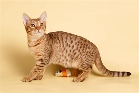 6 Spotted Cat Breeds | BeChewy