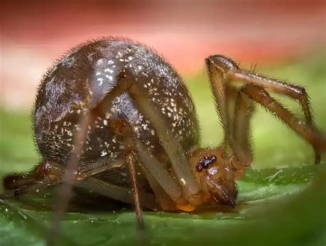 Common House Spider - Facts, Size, Diet, Pictures - All Animal Facts