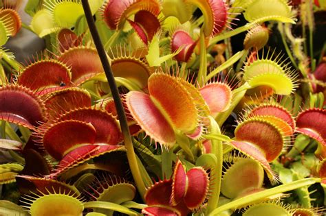 Gallery - Carnivorous Plant Resource | Carnivorous plants, Plants ...