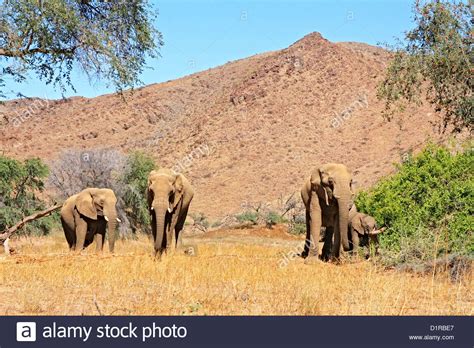 Desert elephants in Damaraland, Namibia Stock Photo - Alamy