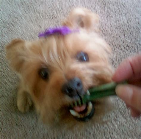 Frugal Shopping and More: Greenies Dental Chews Review