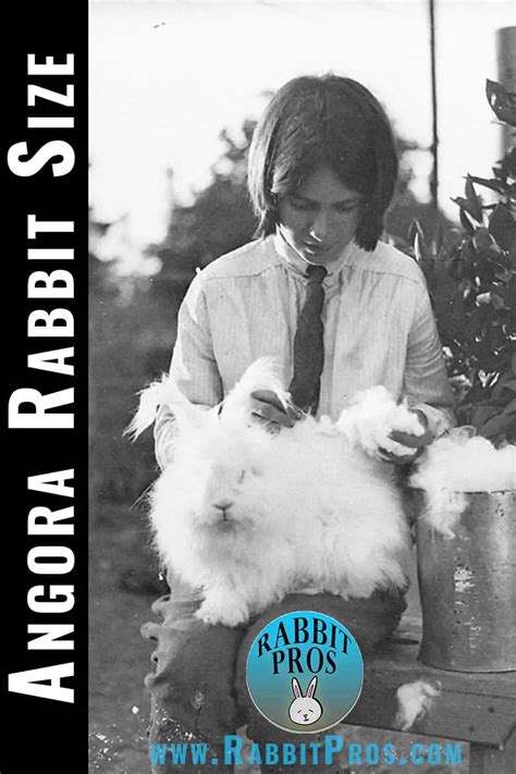 How Big Do Angora Rabbits Get? Angora Rabbit Size Chart