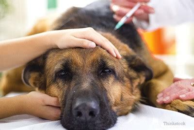 Addison's Disease In Dogs | McQueen Animal Hospital