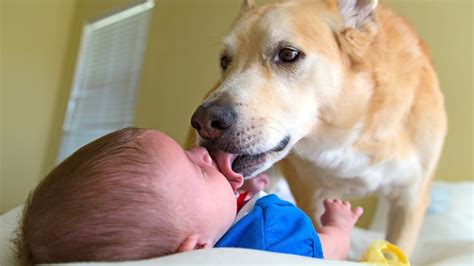 Funny Dogs Kissing Babies Compilation Part 2 https://cstu.io/369d79 | Really funny dog videos ...