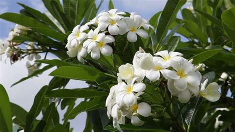 Plumeria Alba | Hawaiian plants, Plumeria, Perennial flowering plants