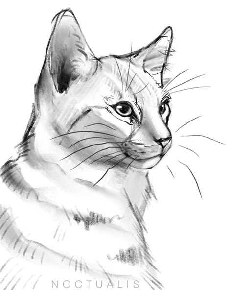 cat sketch by Noctualis on DeviantArt