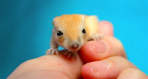 Baby Gerbils - A Guide To Baby Gerbil Care And Development