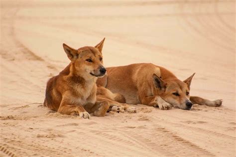 Dingo Symbolism - Spirit Animal Totems