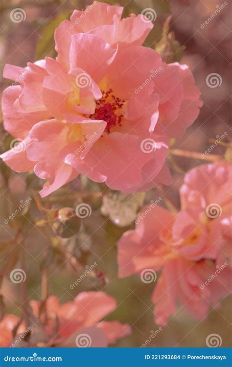 Pink Flower Aesthetic Wallpaper. Summer Time, Bloom, Romantic Concept Stock Photo - Image of ...