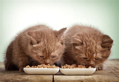 10 Best Kitten Foods