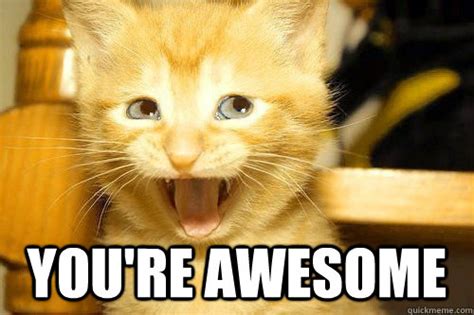 You're awesome - Awesome Cat - quickmeme