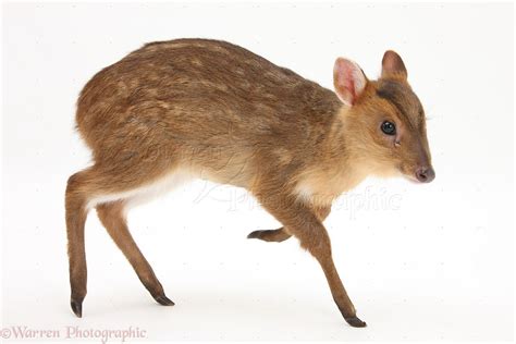 Muntjac Pet