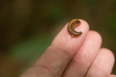 Leeches - KHAO SOK National Park, Thailand