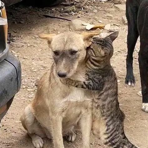 Lupus Salim🕊 on Twitter: "RT @AllahGreatQuran: Cat hugs dog after ...