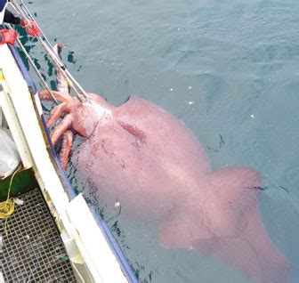 Los enormes ojos del calamar gigante | NUESTROMAR