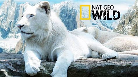 The Rare and Exotic Animals ” White Lions”-[HD]National Geographic[Full Documentary] – Vivideo