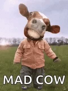 Funny Mad Cow GIF | GIFDB.com