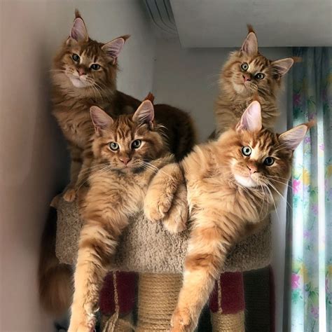 Bandits:) http://www.mainecoonguide.com/maine-coon-personality-traits/ Gorgeous Cats, Most ...